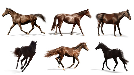 Image of Collage with photoshorses on white background, banner design. Beautiful pet