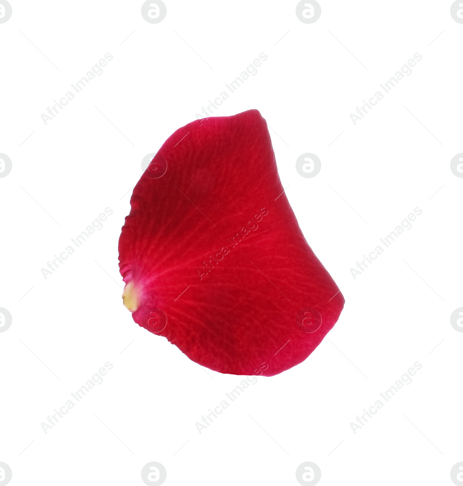 Photo of Red rose flower petal on white background