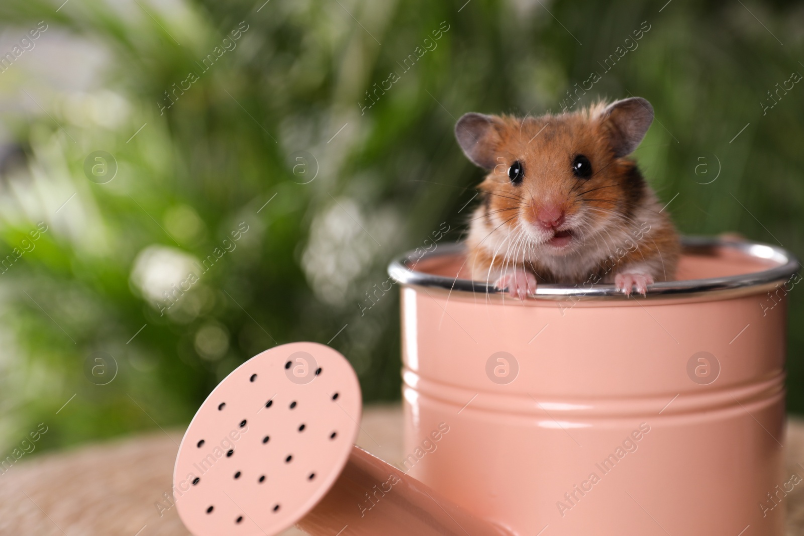 Photo of Cute little hamster looking out of pink watering can, closeup. Space for text