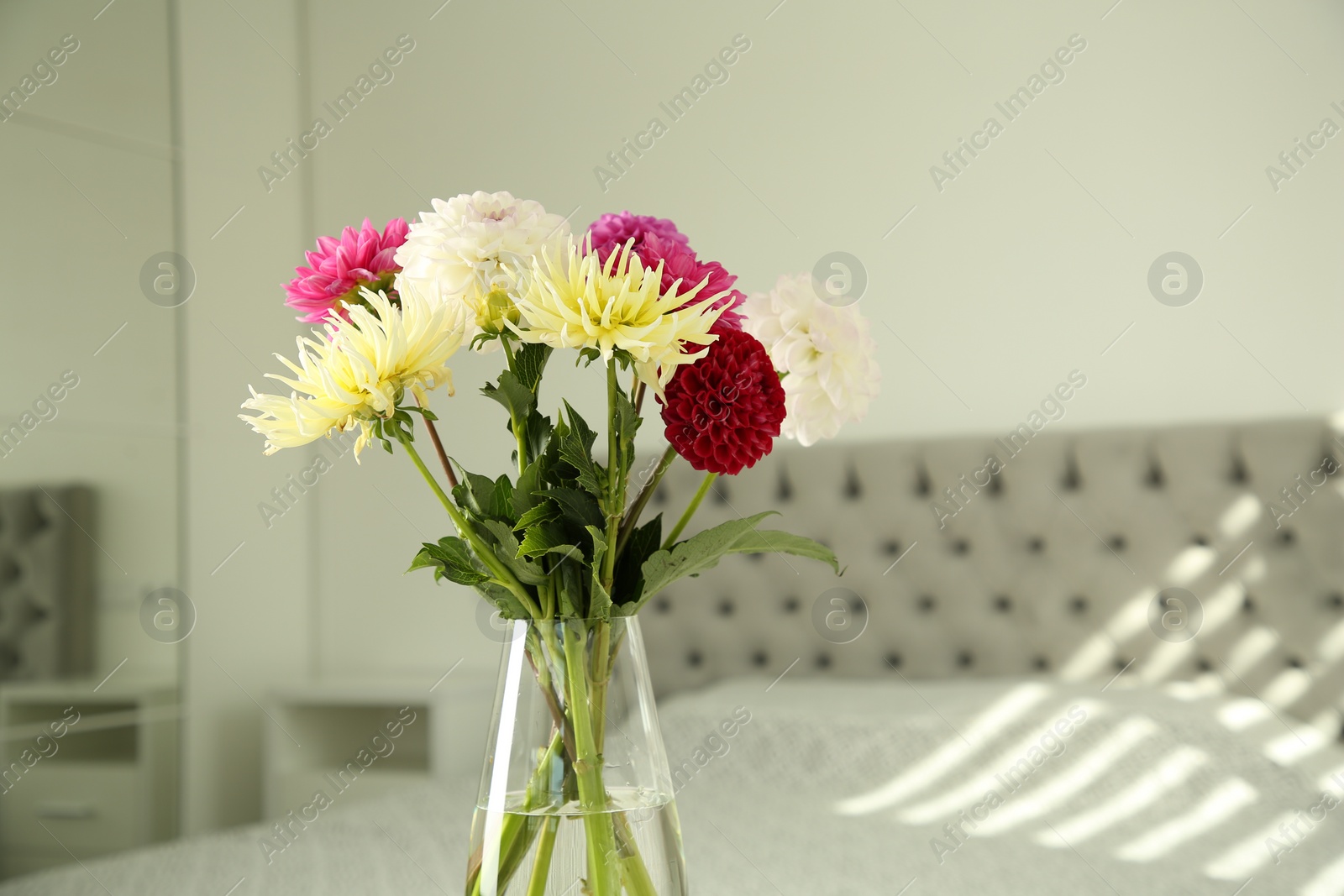 Bouquet of beautiful Dahlia flowers in vase at home. Space for text Photo of Bouquet of beautiful Dahlia flowers in vase at home. Space for text