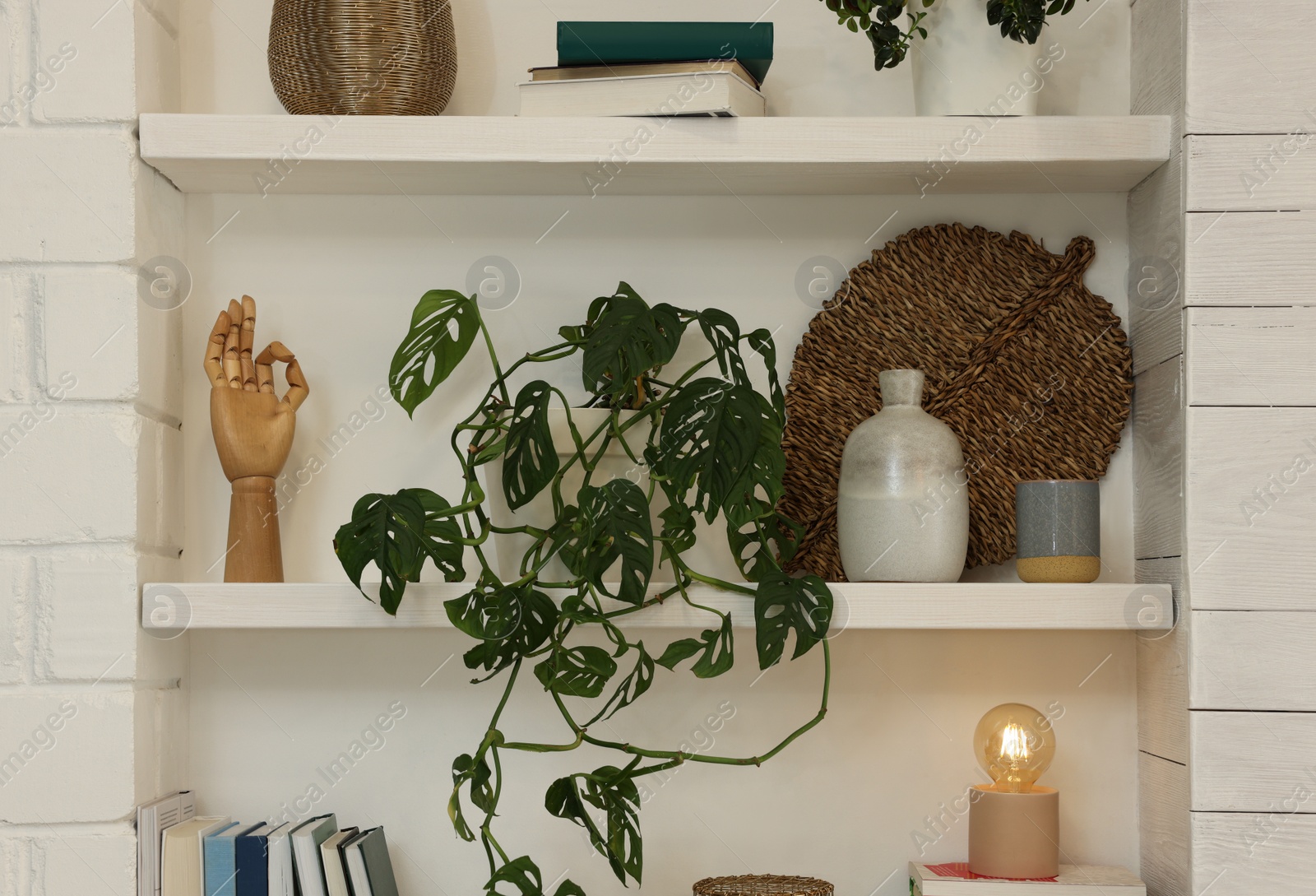 Photo of Beautiful green plant and different decor on shelves indoors. Interior design