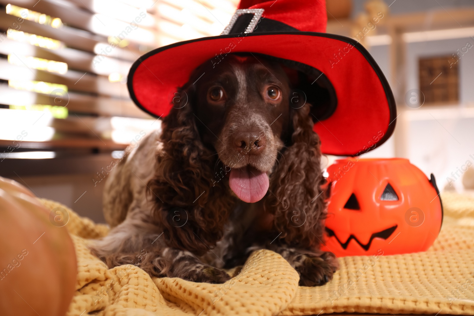 Photo of Adorable English Cocker Spaniel in witch hat with Halloween trick or treat bucket on blanket indoors