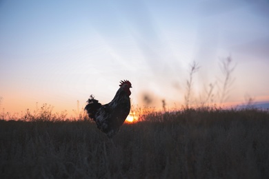 Photo of Big domestic rooster in field at sunrise, space for text. Morning time