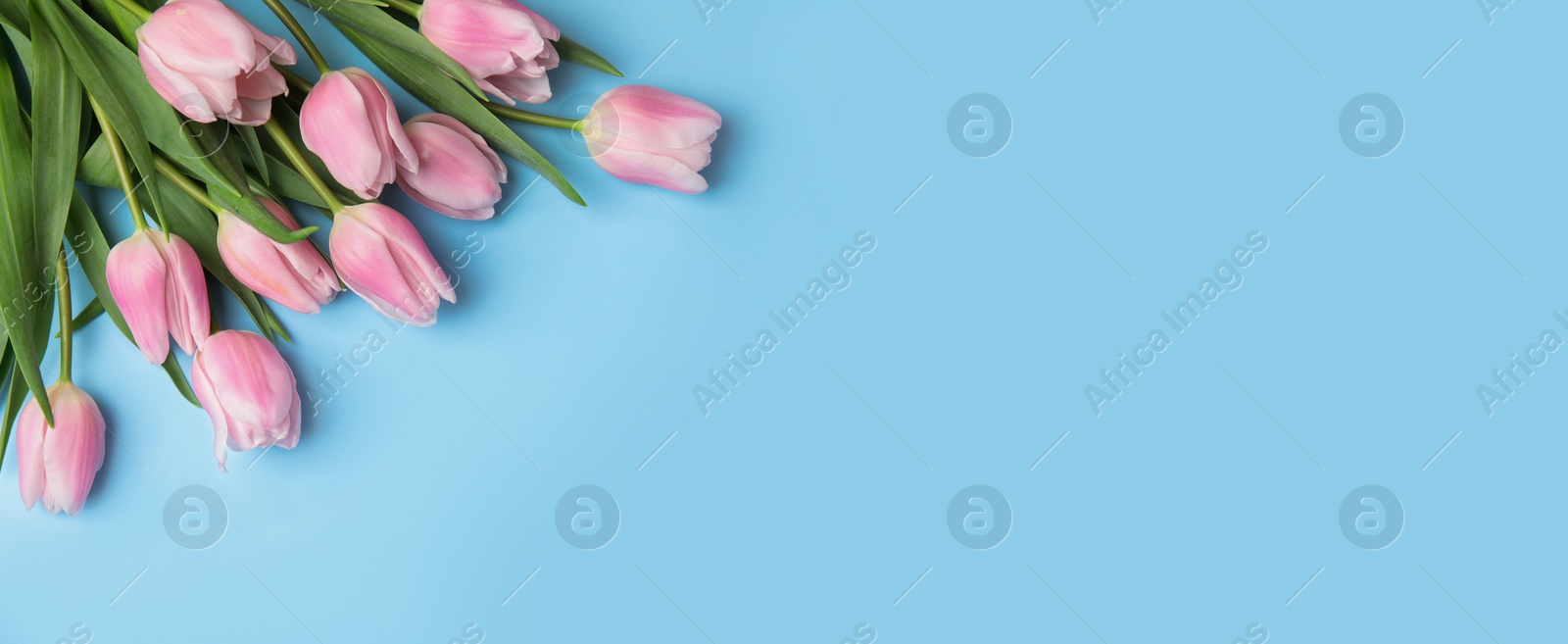 Image of Beautiful pink spring tulips on light blue background, flat lay. Horizontal banner design