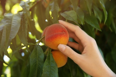 Woman picking ripe peach from tree outdoors, closeup