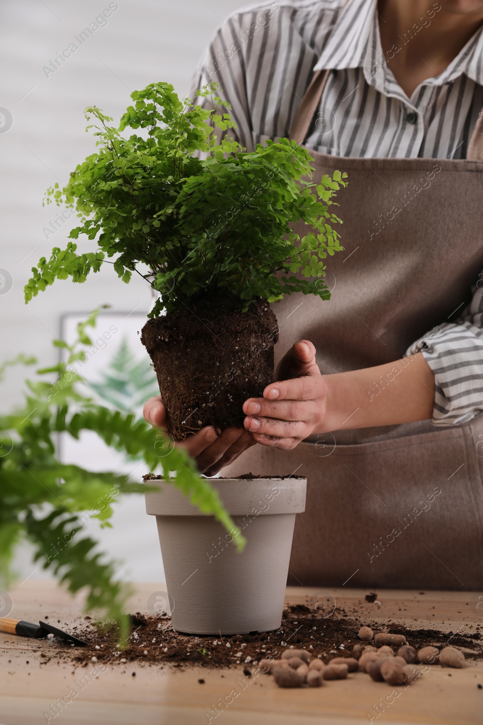 Photo of Woman planting fern at wooden table indoors, closeup