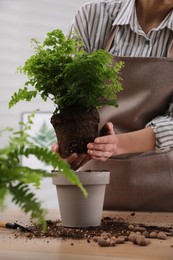 Woman planting fern at wooden table indoors, closeup