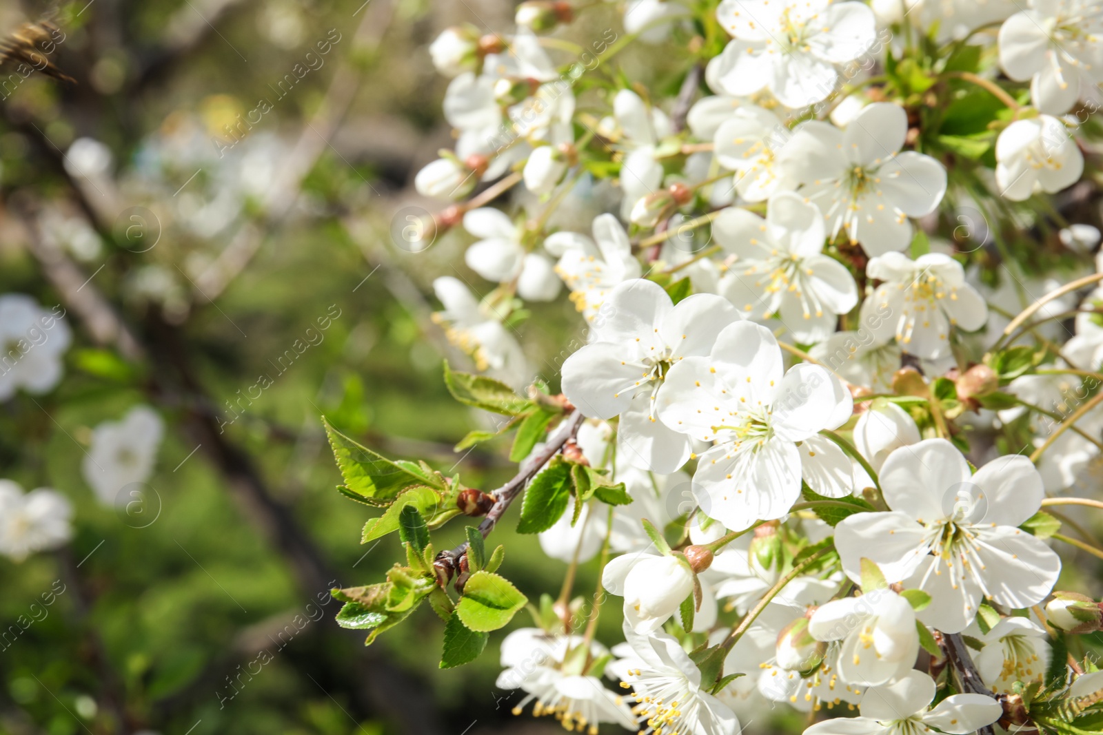 Photo of Closeup view of blooming spring tree on sunny day. Space for text