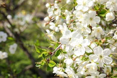 Closeup view of blooming spring tree on sunny day. Space for text