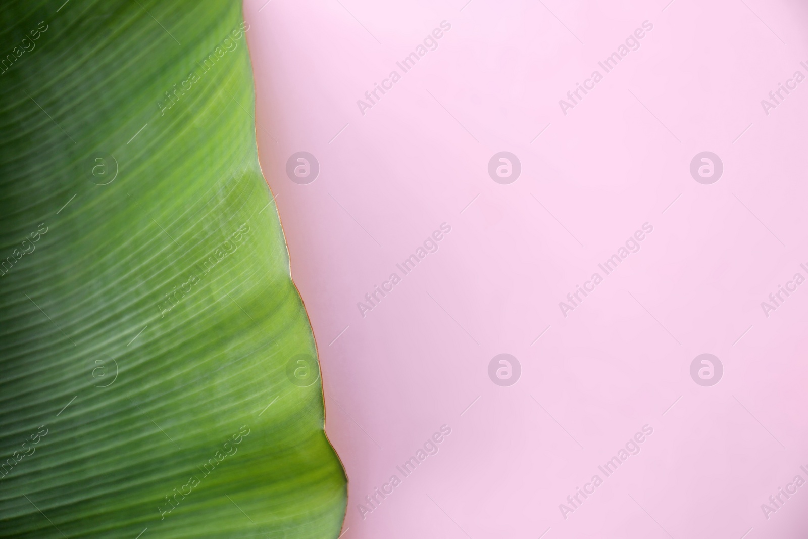 Photo of Fresh green banana leaf on color background, top view with space for text. Tropical foliage