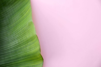 Photo of Fresh green banana leaf on color background, top view with space for text. Tropical foliage