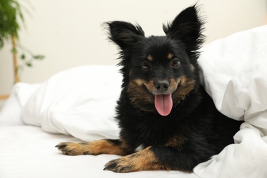 Adorable dog covered with blanket at home