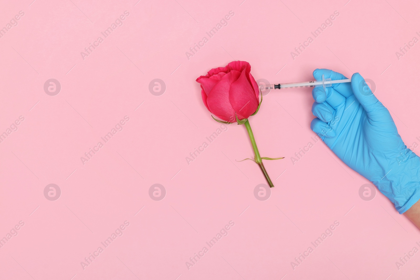 Photo of Doctor making injection to rose on pink background, top view. Space for text