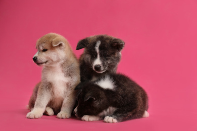 Photo of Cute Akita inu puppies on pink background. Friendly dogs