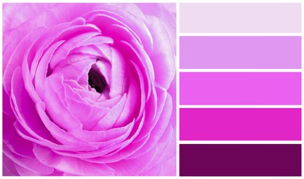 Image of Color palette appropriate to photo of beautiful ranunculus flower, closeup