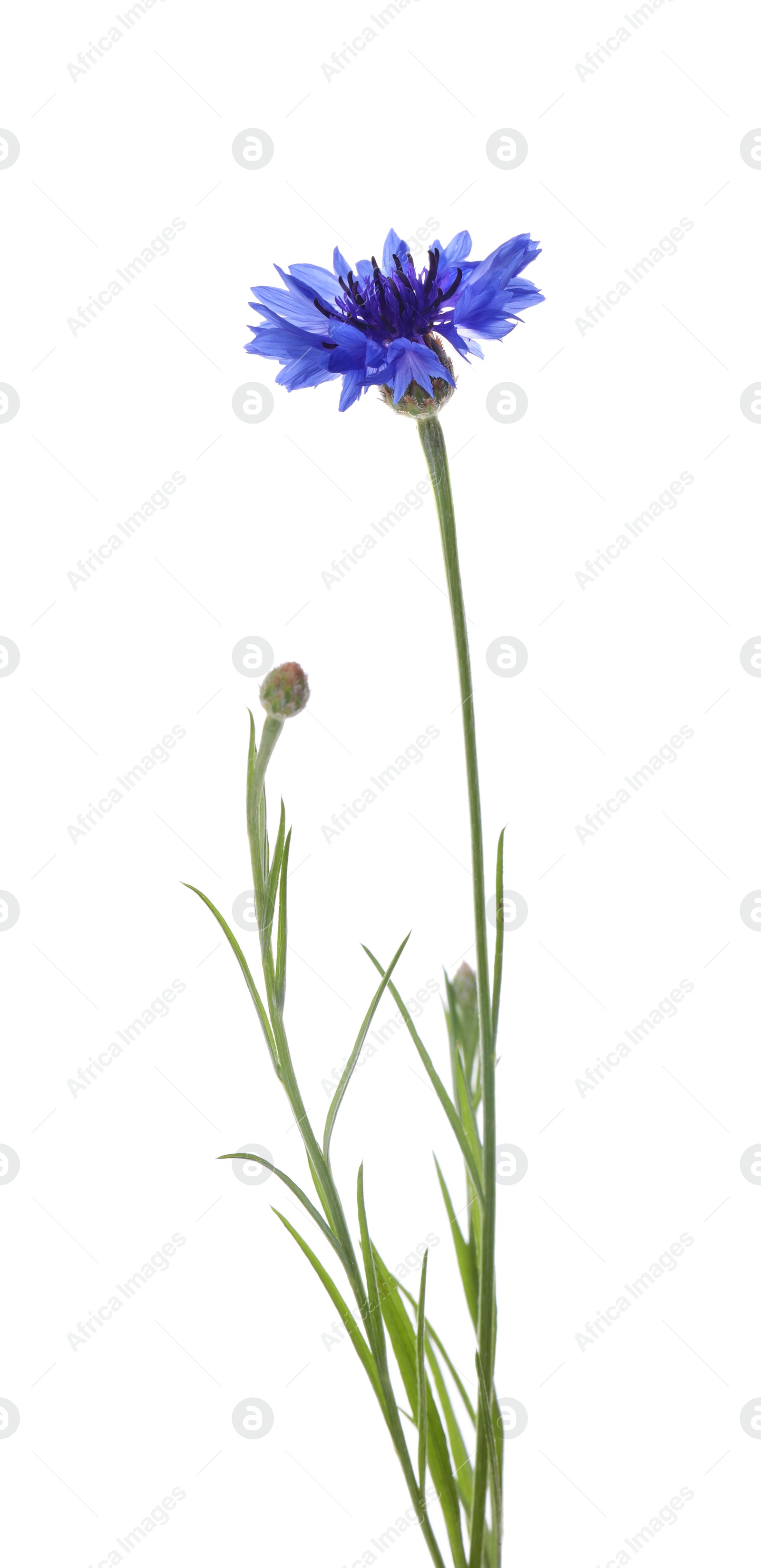 Photo of Beautiful light blue cornflower plant isolated on white