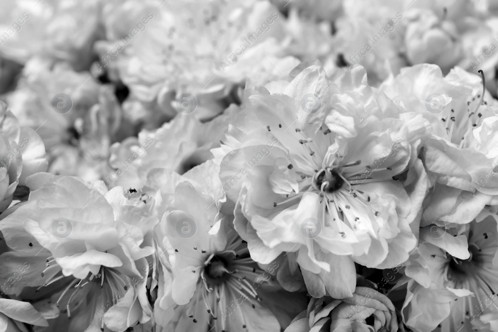 Image of Beautiful sakura tree blossoms as background, closeup. Black and white tone 