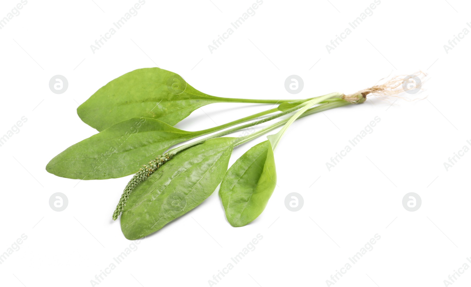 Photo of Broadleaf plantain with seeds on white background. Medicinal herb