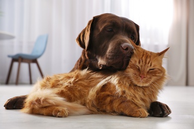 Cat and dog together on floor indoors. Fluffy friends