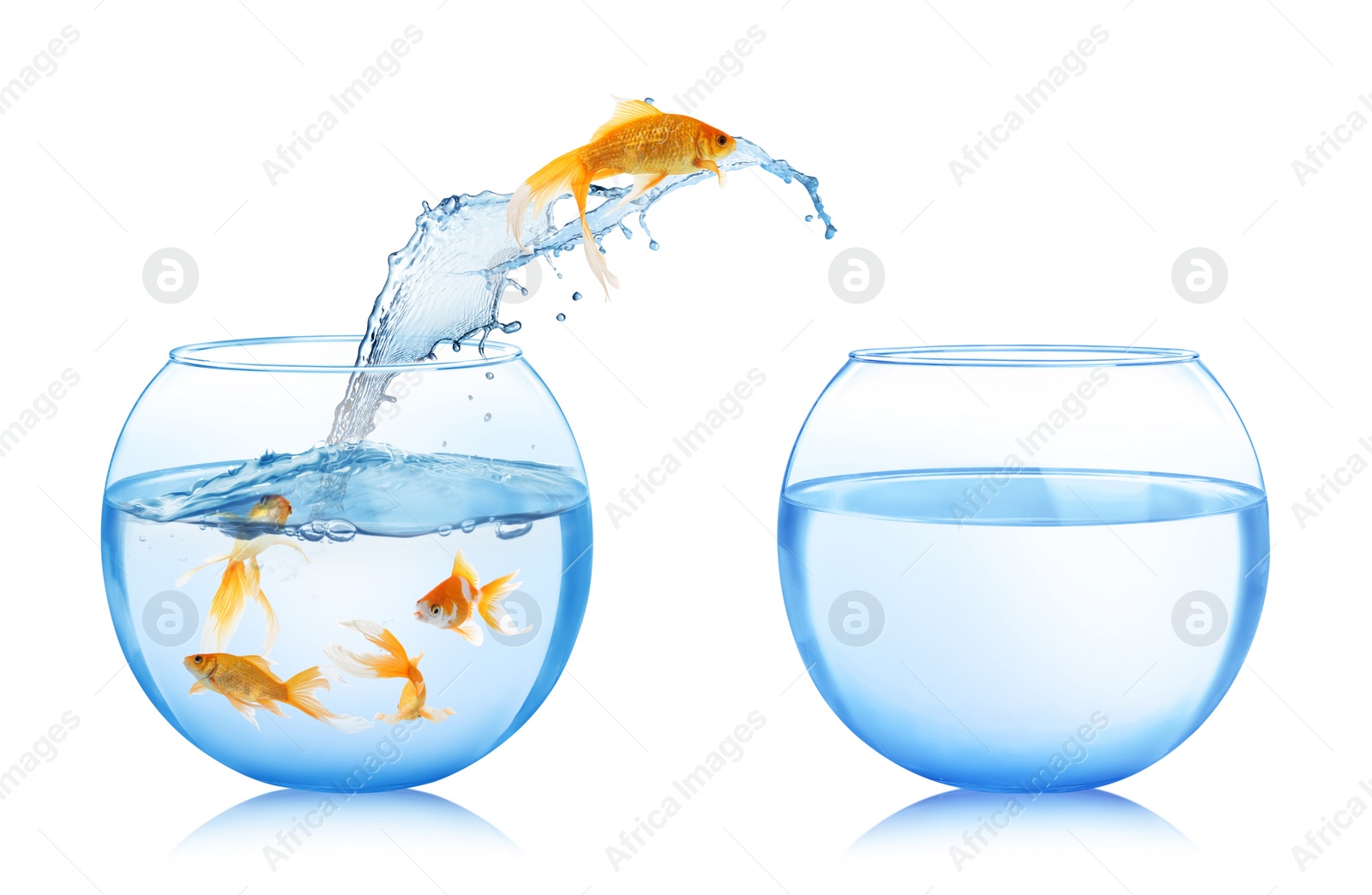 Image of Beautiful bright goldfish jumping out of water on white background