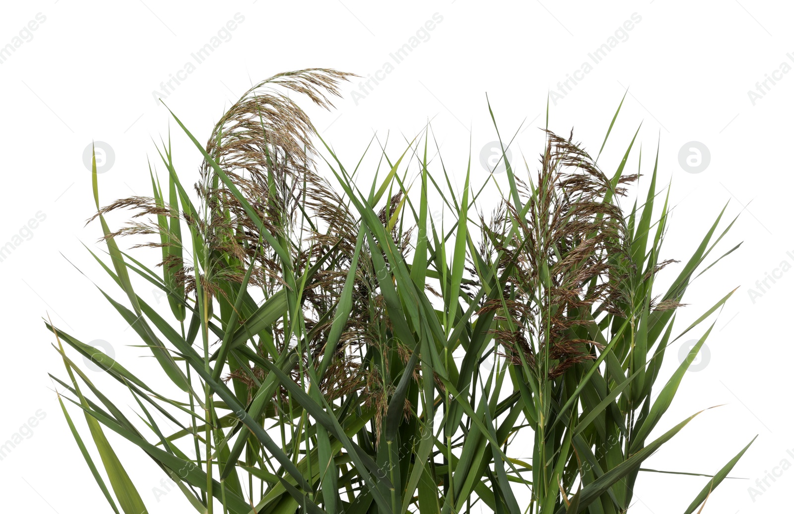 Photo of Beautiful reeds with lush green leaves and seed heads on white background, closeup