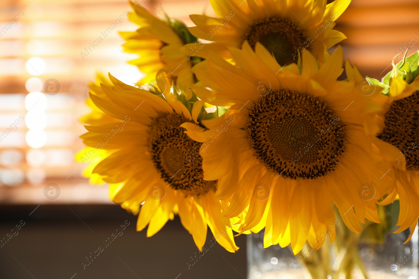 Photo of Bouquet of beautiful sunflowers in vase indoors, closeup