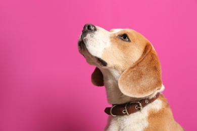 Photo of Cute Beagle dog on color background