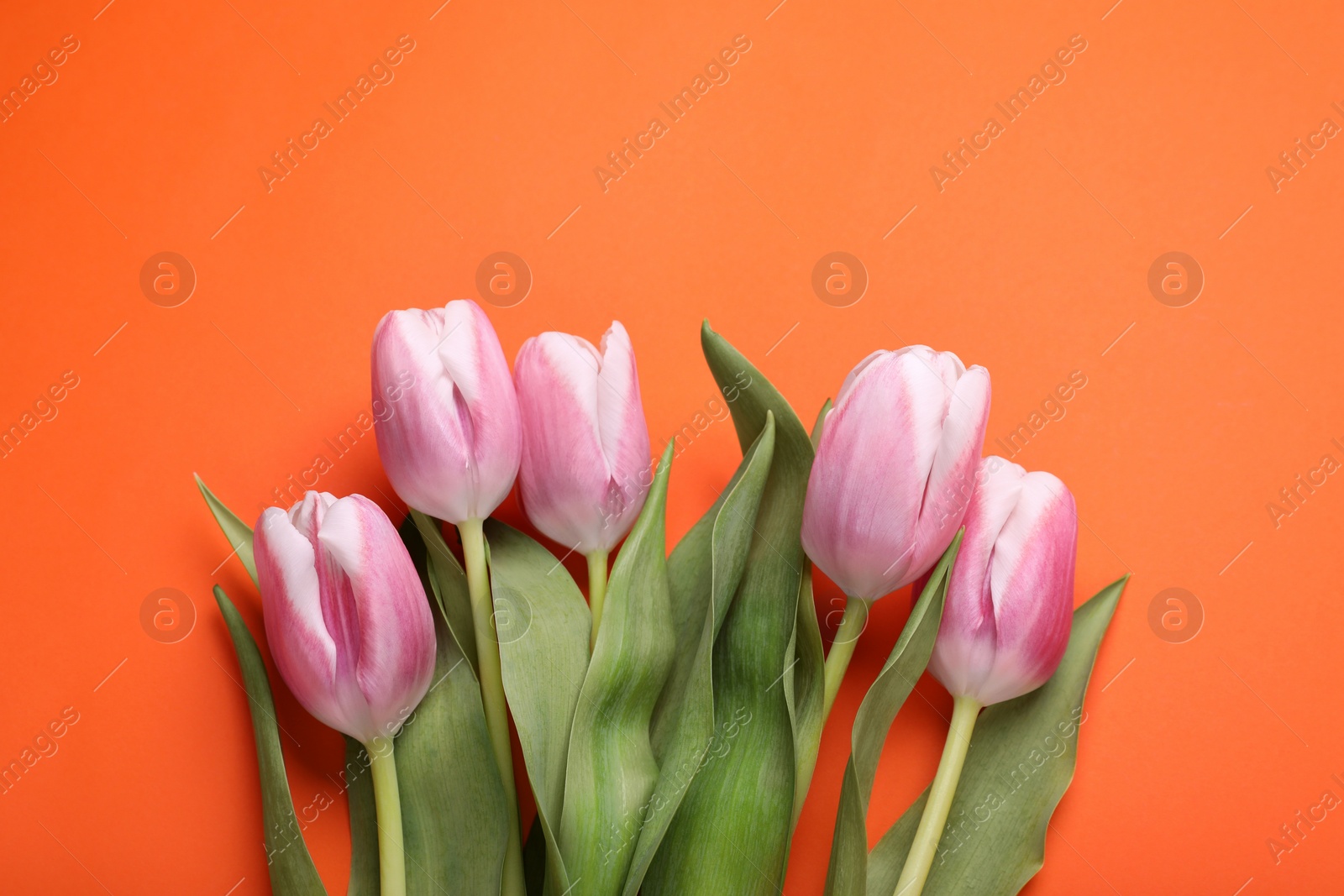 Photo of Beautiful pink tulips on orange background, flat lay. Space for text