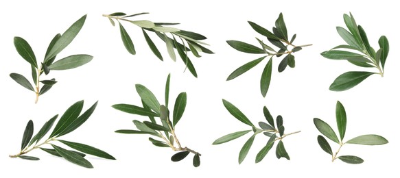 Image of Set with fresh green olive leaves on white background. Banner design