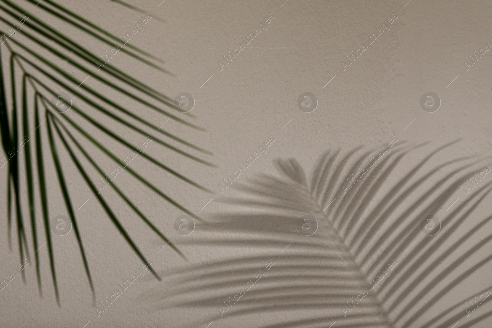 Photo of Tropical palm branch casting shadow on light wall