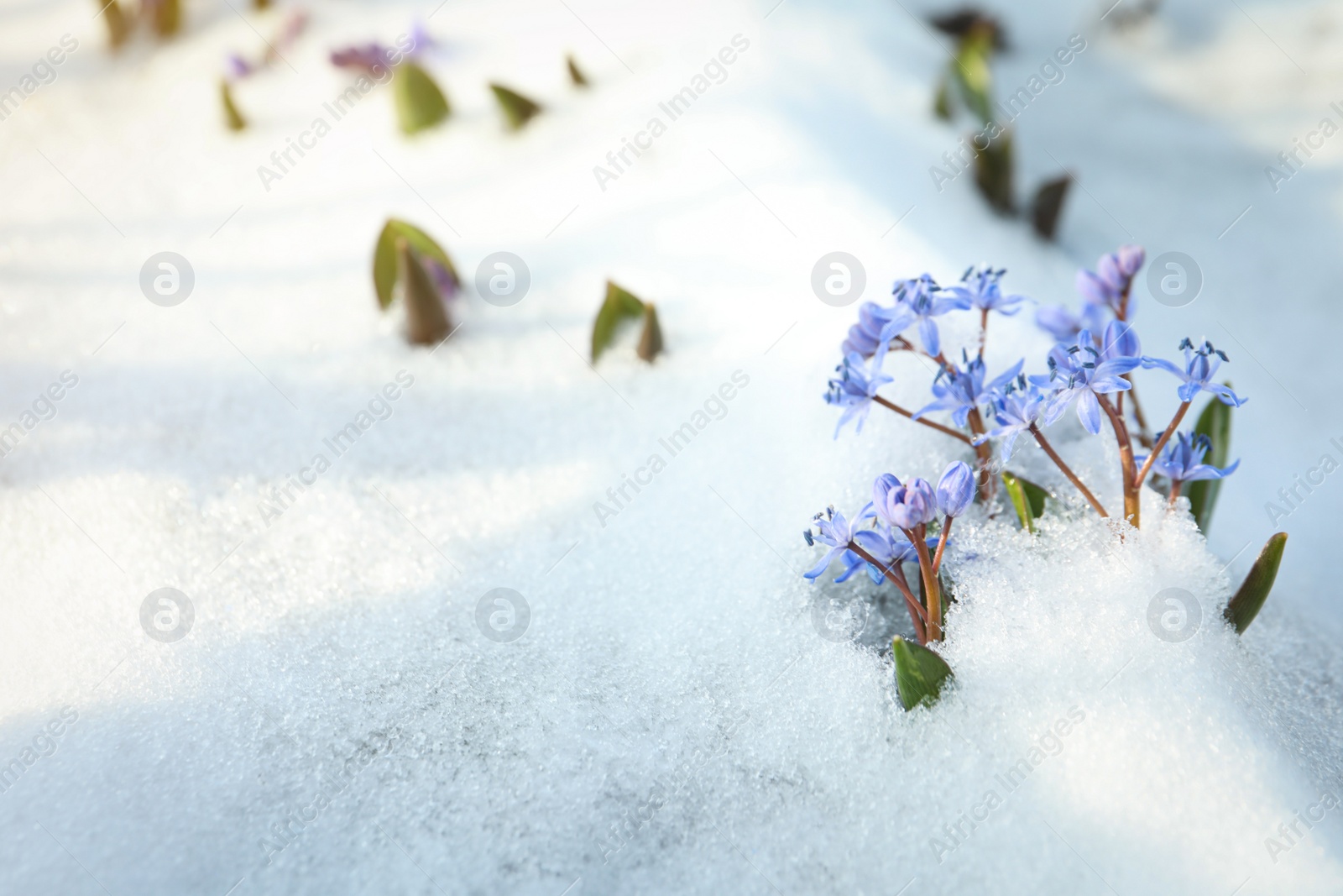 Photo of Beautiful lilac alpine squill flowers growing through 
snow outdoors, space for text