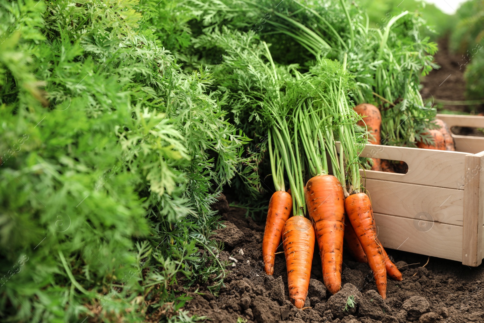 Photo of Wooden crate of fresh ripe carrots on field. Organic farming