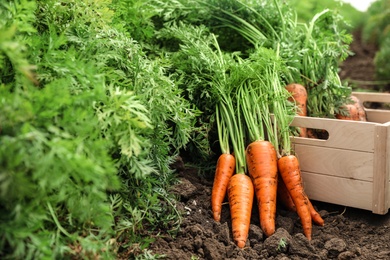 Wooden crate of fresh ripe carrots on field. Organic farming