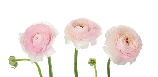 Beautiful spring ranunculus flowers isolated on white