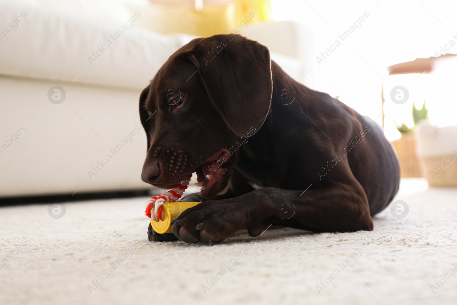 Photo of Cute German Shorthaired Pointer dog playing with toy at home