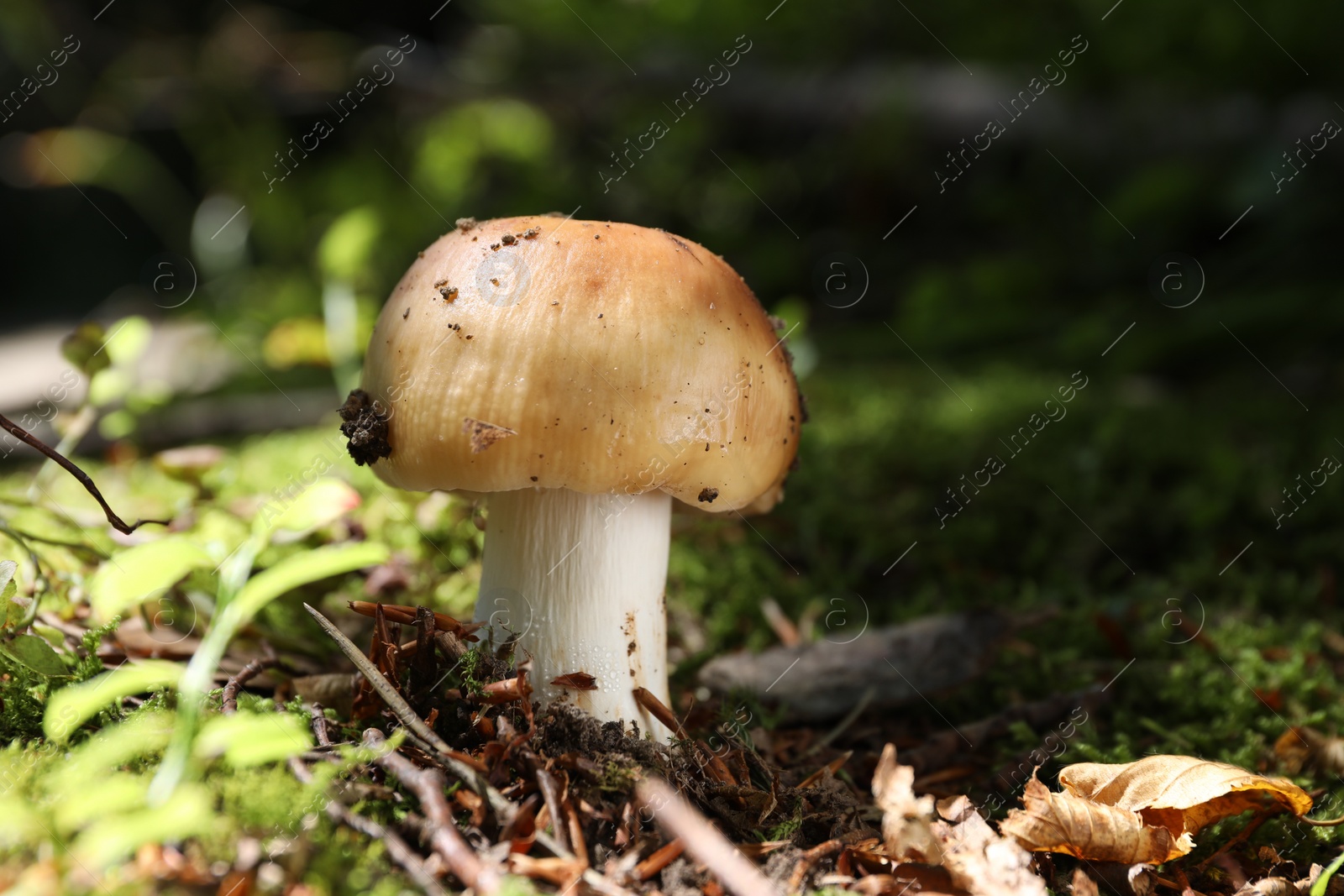 Photo of Closeup view of mushroom growing in forest