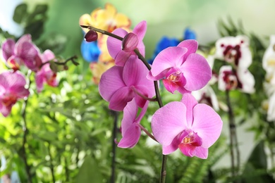 Photo of Beautiful tropical orchid flowers on blurred background