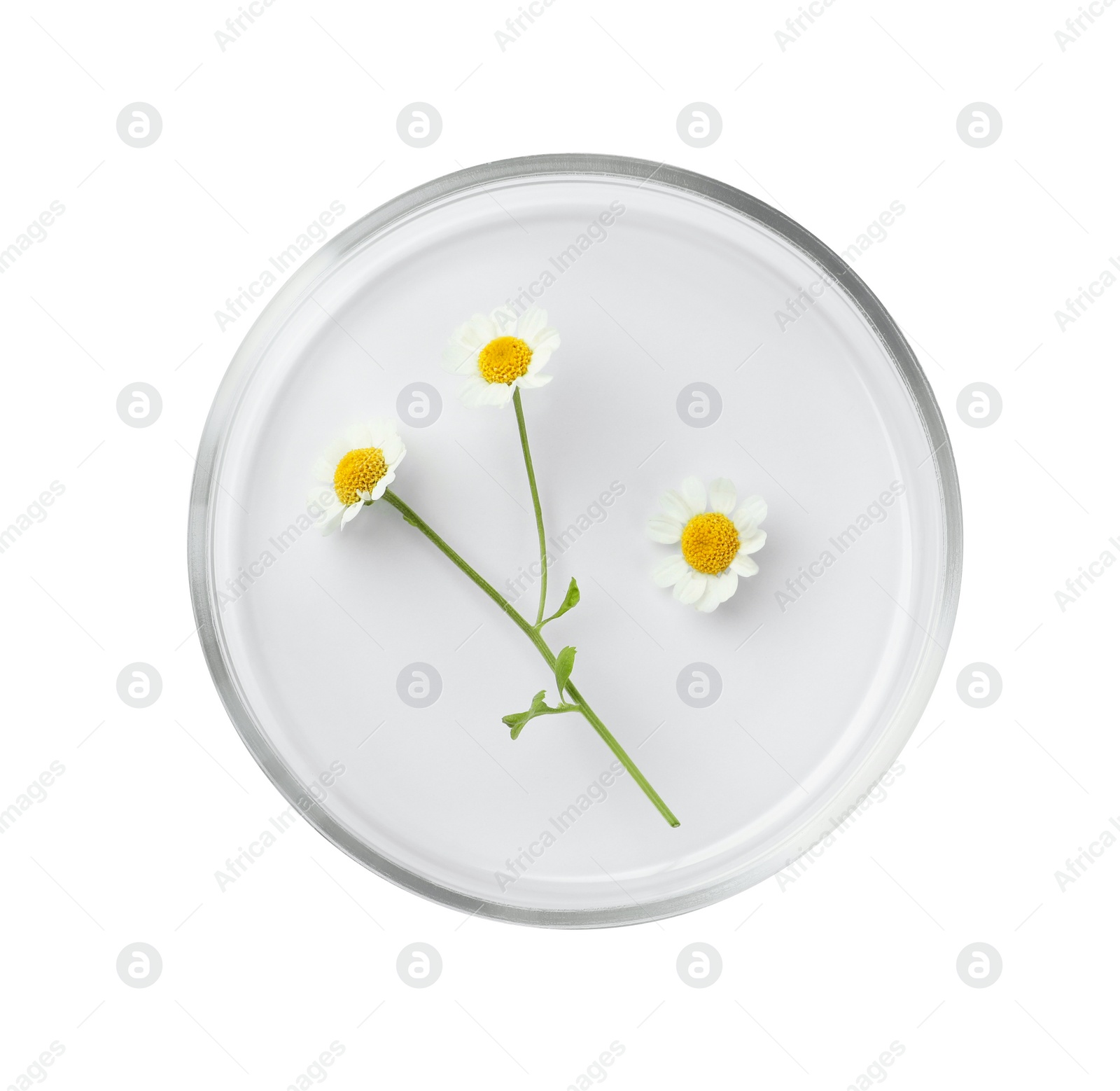 Photo of Petri dish with chamomile flowers isolated on white, top view