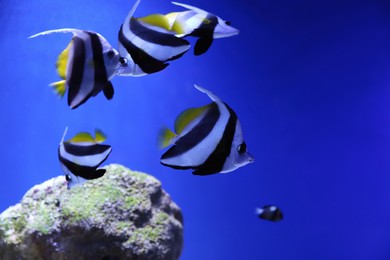 Photo of Many beautiful Moorish idol fishes in clear aquarium water