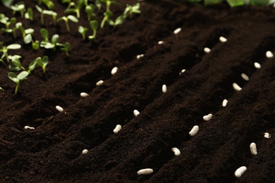 White beans in fertile soil. Vegetable seeds