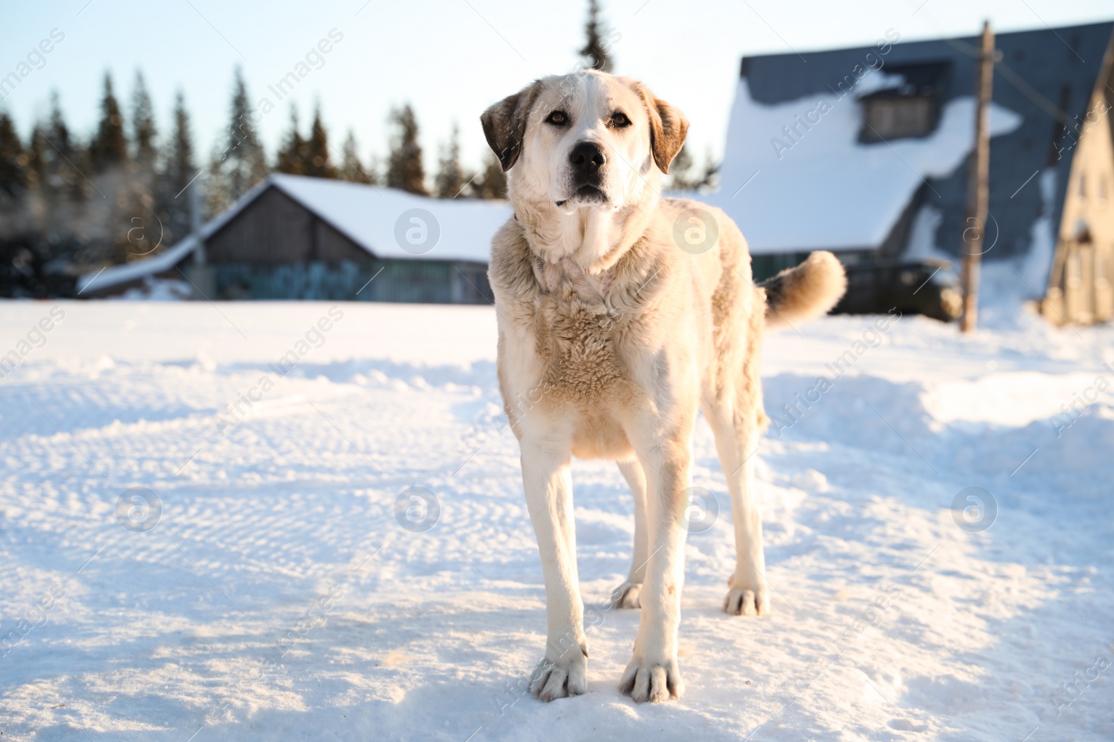 Photo of Cute dog outdoors on snowy winter day. Funny pet