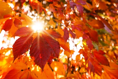 Tree branches with bright leaves in park, closeup. Autumn season