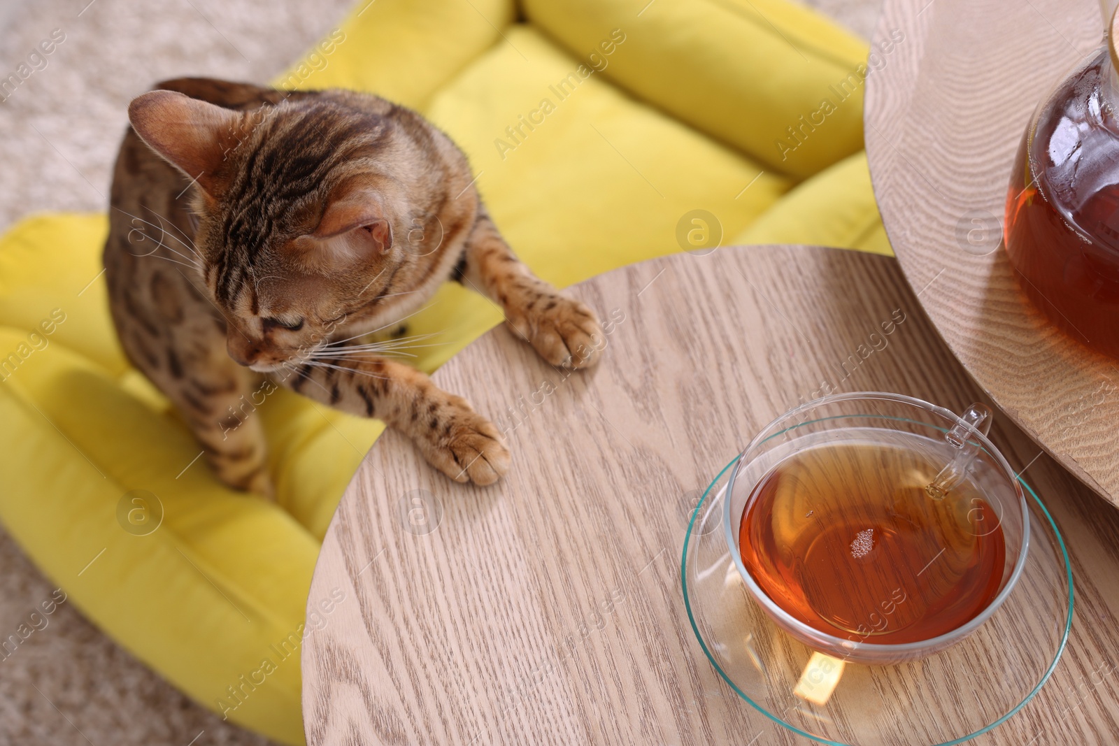 Photo of Cute Bengal cat near wooden table with tea at home. Adorable pet