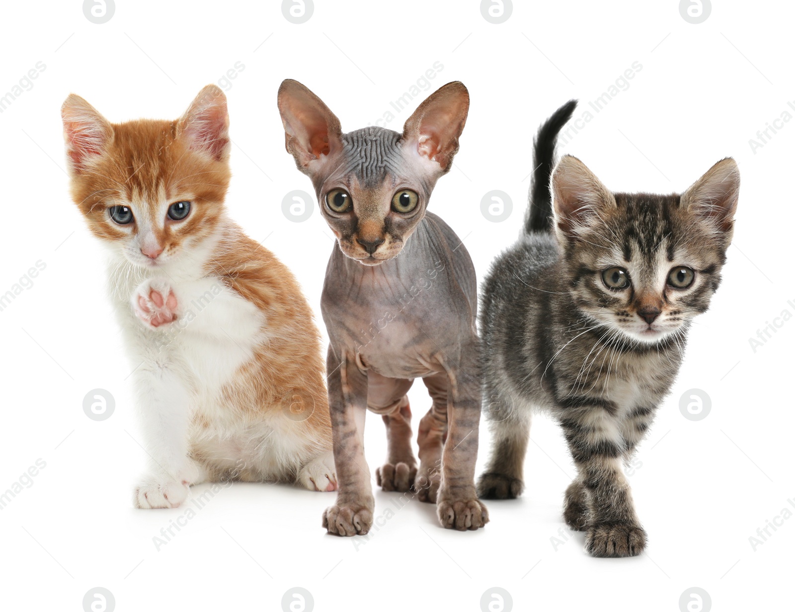 Image of Group of cute little kittens on white background