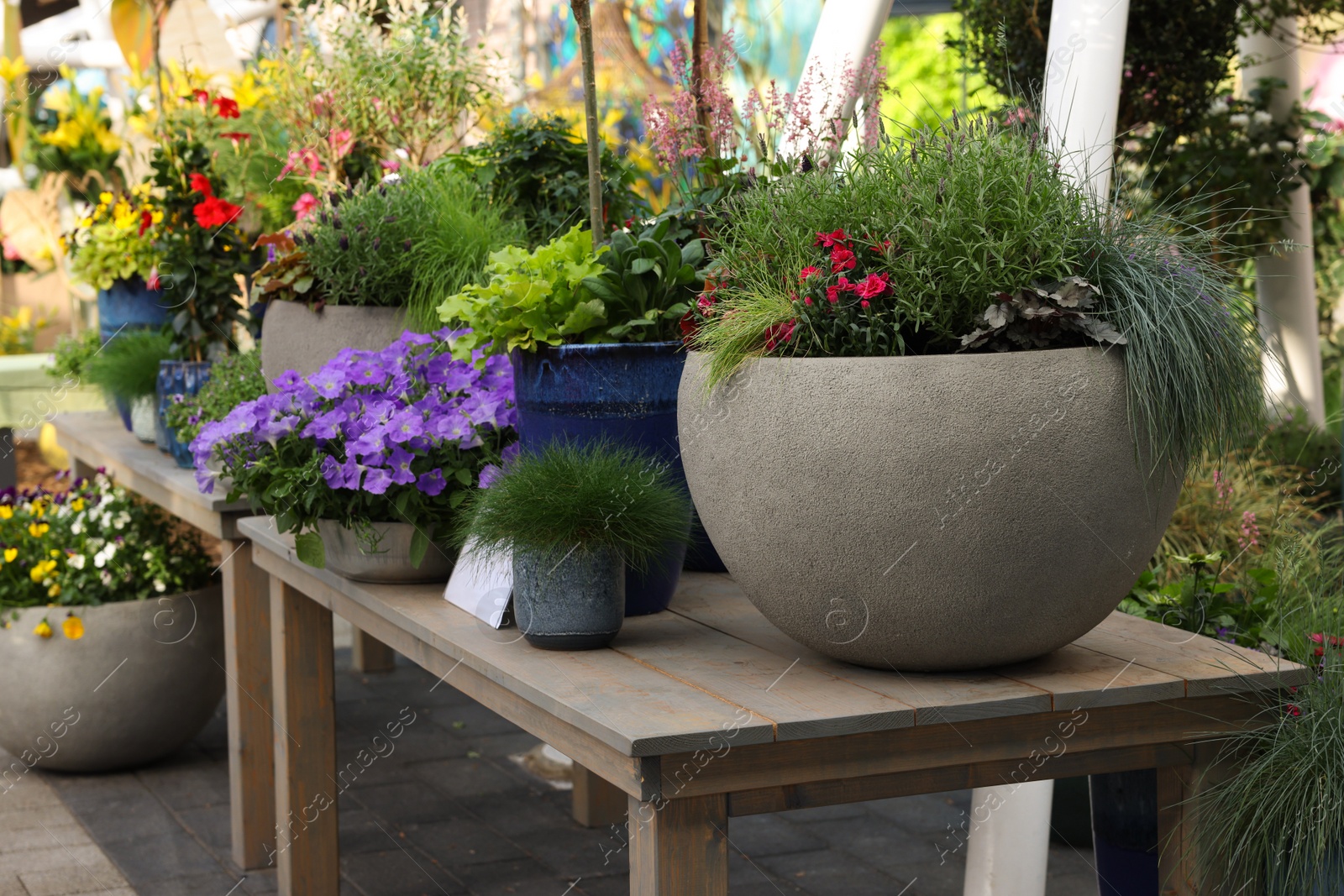 Photo of Many different potted flowers on wooden tables outdoors