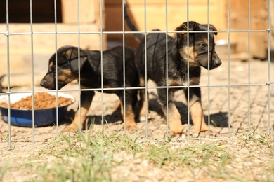 Cage with homeless dogs in animal shelter. Concept of volunteering