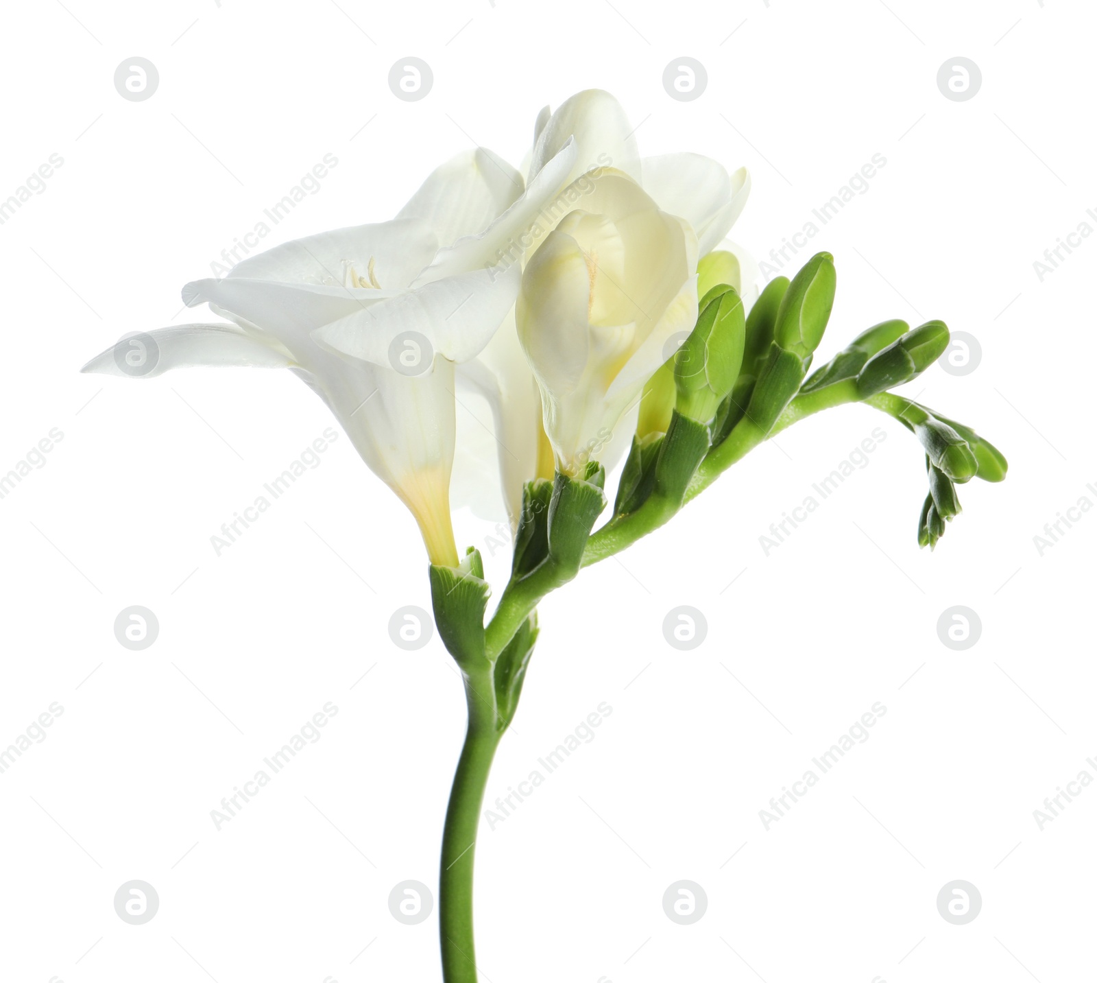 Photo of Beautiful freesia flower with tender petals isolated on white