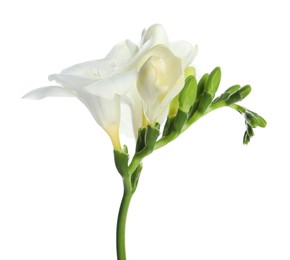 Beautiful freesia flower with tender petals isolated on white