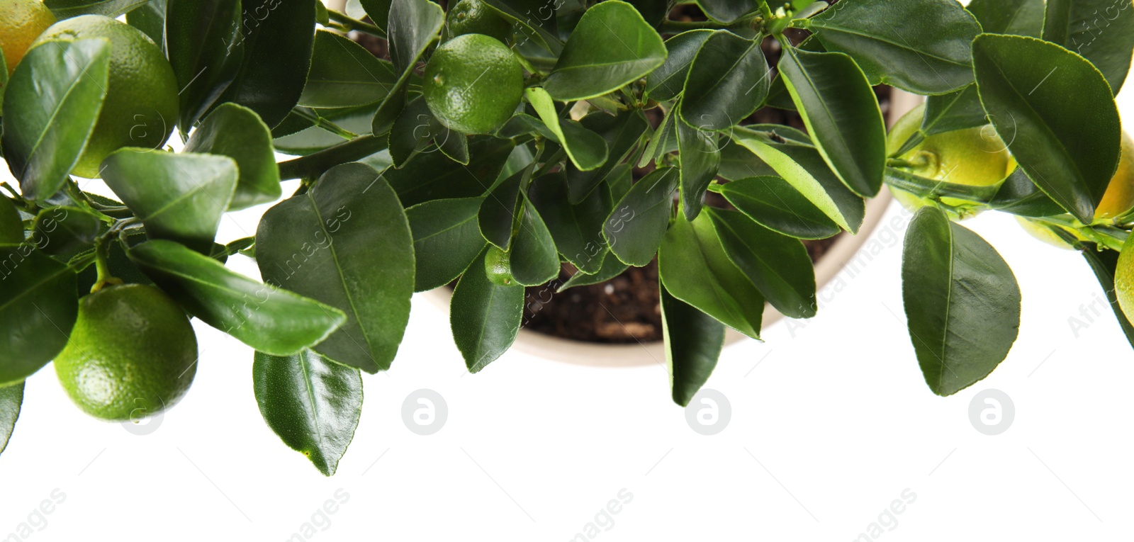 Photo of Pot with Calamondin home plant on white background, top view