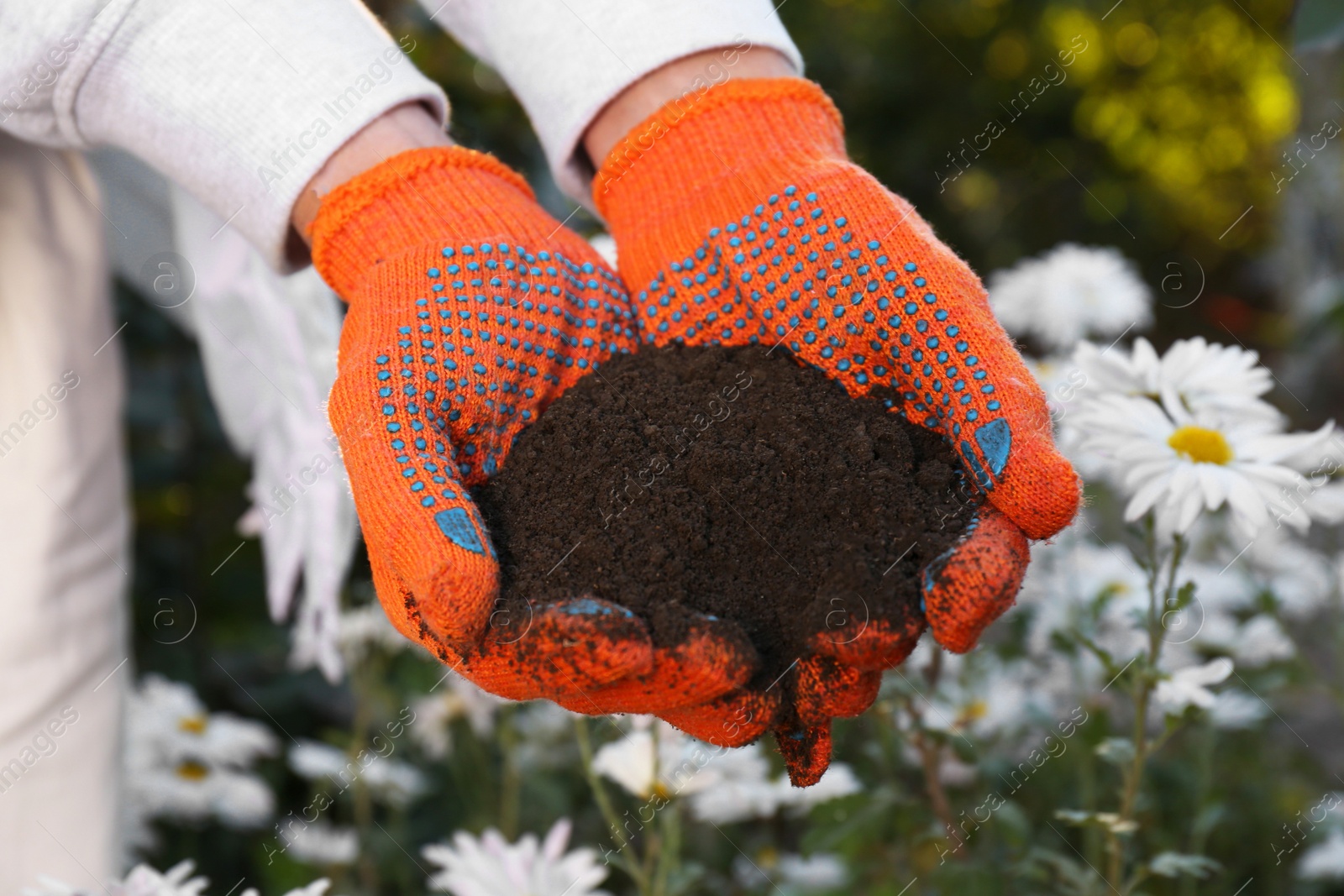 Photo of Woman in gardening gloves holding pile of soil outdoors, closeup